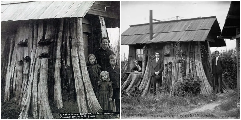 “Enchanting Dwellings: Vintage Photographs of Homes Carved within Giant Tree Stumps, 1880s-1920s”_trunghinhsu