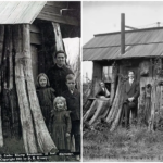 “Enchanting Dwellings: Vintage Photographs of Homes Carved within Giant Tree Stumps, 1880s-1920s”_trunghinhsu