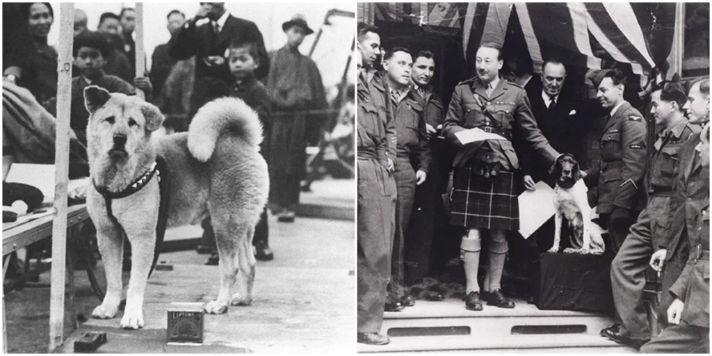 Famous Dogs and Their Inspiring Stories: Touching Tales of Man’s Best Friend_trunghinhsu