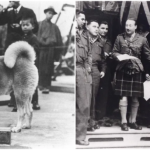 Famous Dogs and Their Inspiring Stories: Touching Tales of Man’s Best Friend_trunghinhsu