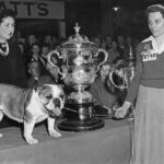 Fascinating Photos of the Crufts Dog Shows in the 1950s_Lap