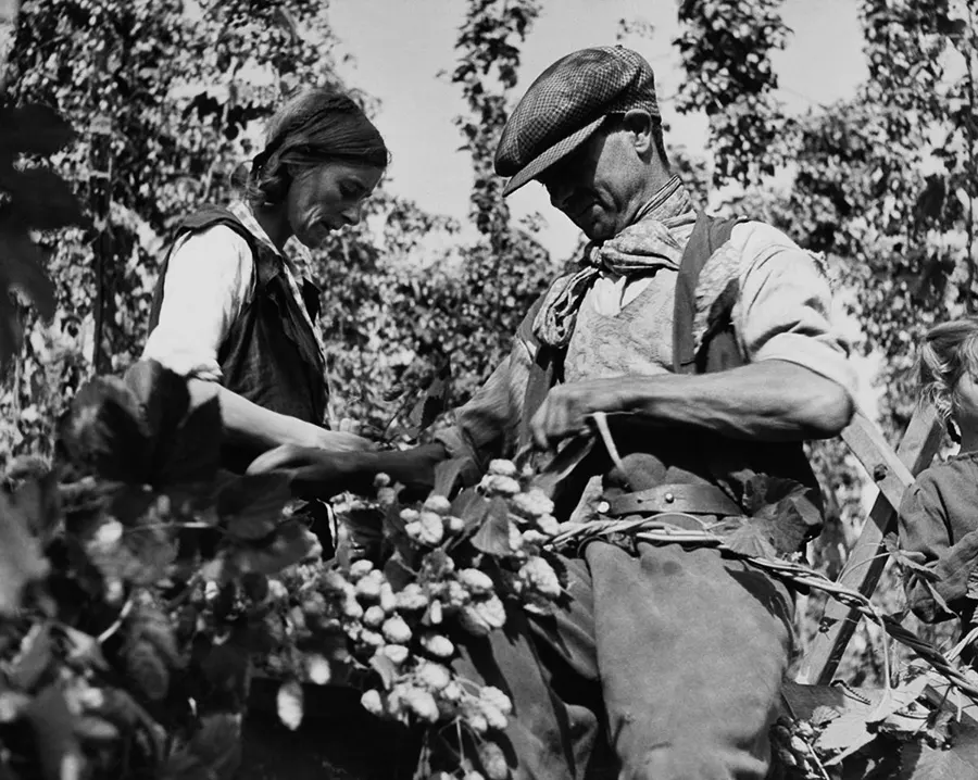 Fascinating historical photos show families picking hops in the English countryside, 1900-1950 – Rare Historical Photos