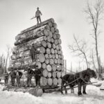 Draft Horse in America – 20 Historical Photographs That Illustrate Workhorse in the Early 20th Century