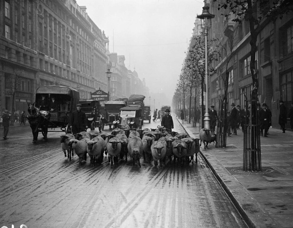 When London parks used sheep as natural lawnmowers, 1926-1938 – Rare Historical Photos