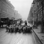 When London parks used sheep as natural lawnmowers, 1926-1938 – Rare Historical Photos