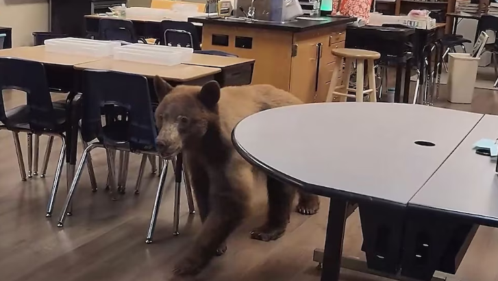 Bear surprises teacher as she prepares classroom for 1st day of school